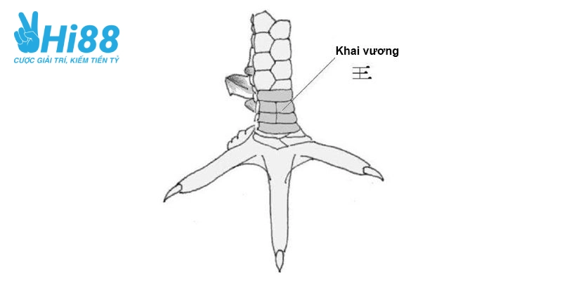 Vảy gà quý khai vương gồm 4 hình chữ nhật