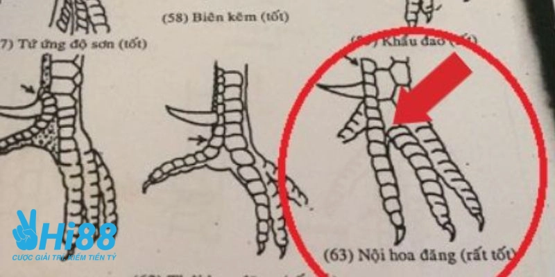 Nội hoa đăng là vảy gà quý hiếm gặp, có giá trị cao